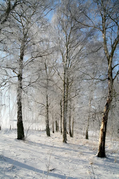 Inverno em denmark — Fotografia de Stock