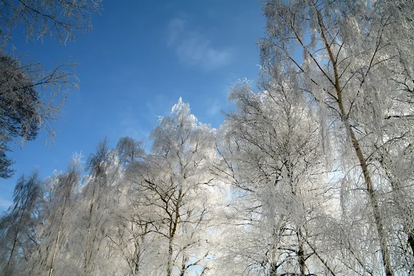 Winter in Denemarken — Stockfoto