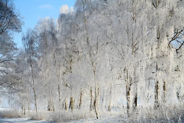 Vinter i Danmark — Stockfoto
