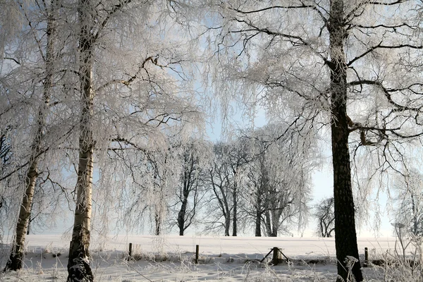 Inverno em denmark — Fotografia de Stock