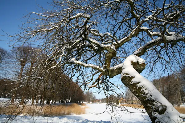 Besneeuwde winter — Stockfoto