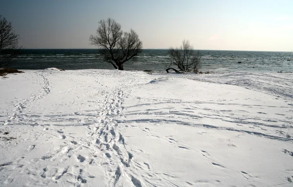 Winter in denmark — Stock Photo, Image
