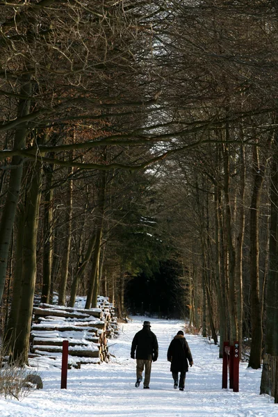 Iarna în Denmark — Fotografie, imagine de stoc