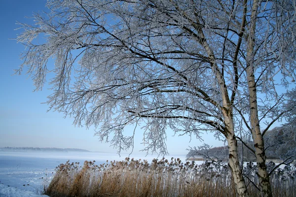 Winter in denmark — Stock Photo, Image