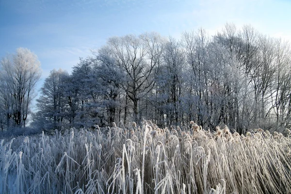 Inverno in denmark — Foto Stock