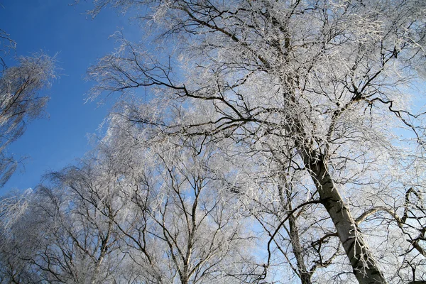 Зима в дамбе — стоковое фото