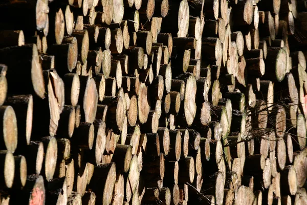Деревянный ствол — стоковое фото