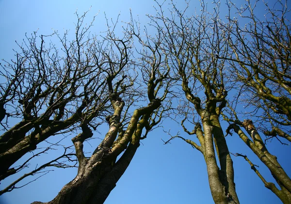 Naked trees — Stock Photo, Image