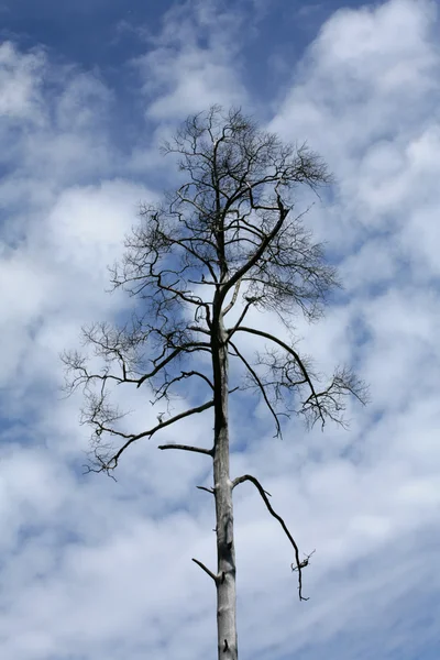 Branches in the sky — Stock Photo, Image