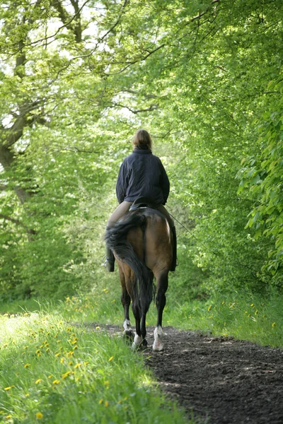 Riding horses — Stock Photo, Image