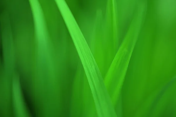 Wiosna trawa — Zdjęcie stockowe