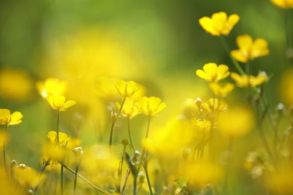 Žlutý květ záběr — Stock fotografie