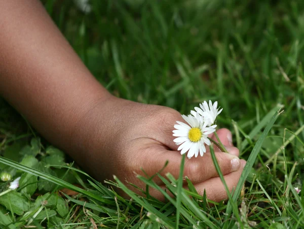 Квітки дитини — стокове фото