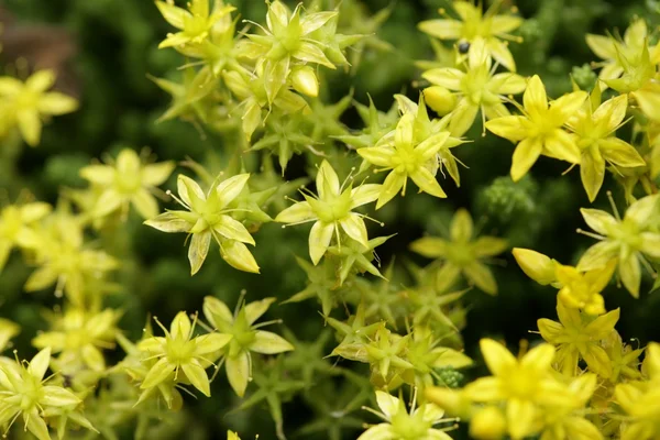 Gele bloem close-up — Stockfoto