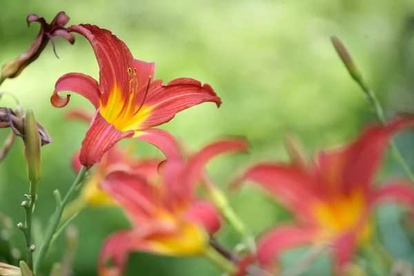 Closeup λουλούδι — Φωτογραφία Αρχείου