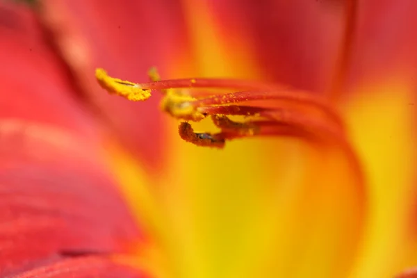 Flower closeup — Stock Photo, Image