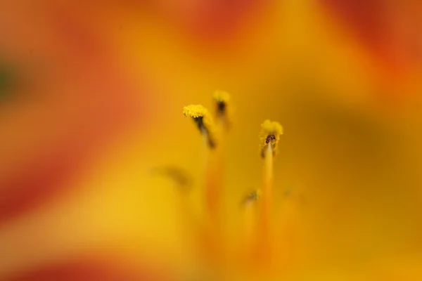 Primer plano de la flor — Foto de Stock
