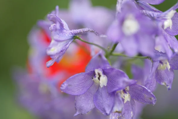 Flower closeup — Stock Photo, Image