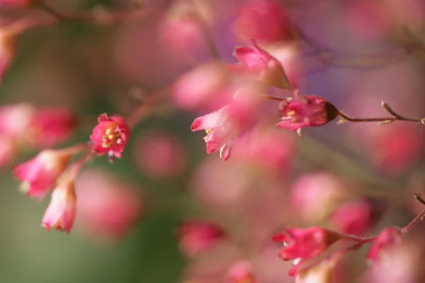 stock image Flower closeup