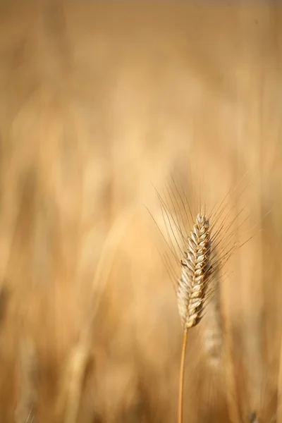 옥수수 fleld — 스톡 사진