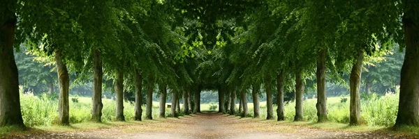 Stock image Tree