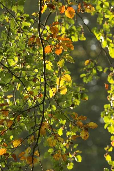 Leaves — Stock Photo, Image