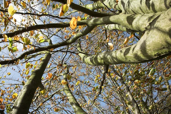 stock image Autumn leaves