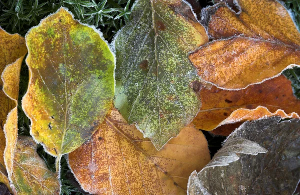 Листья — стоковое фото