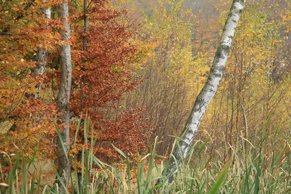 Orman Danimarka — Stok fotoğraf