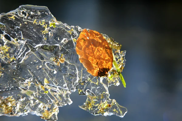 겨울 잎 — 스톡 사진