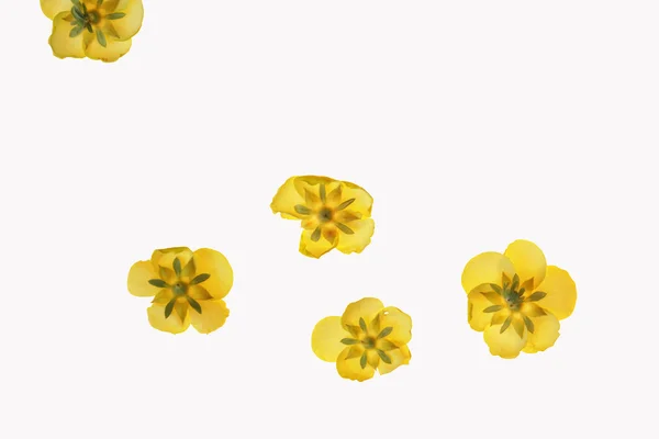 Gelbe Blume Nahaufnahme — Stockfoto