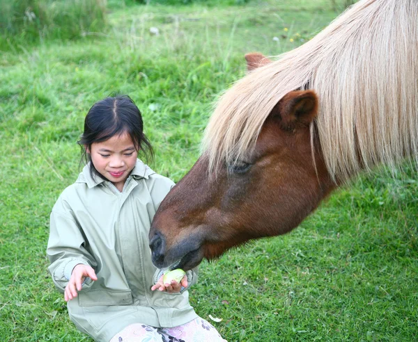 Binicilik horses — Stok fotoğraf
