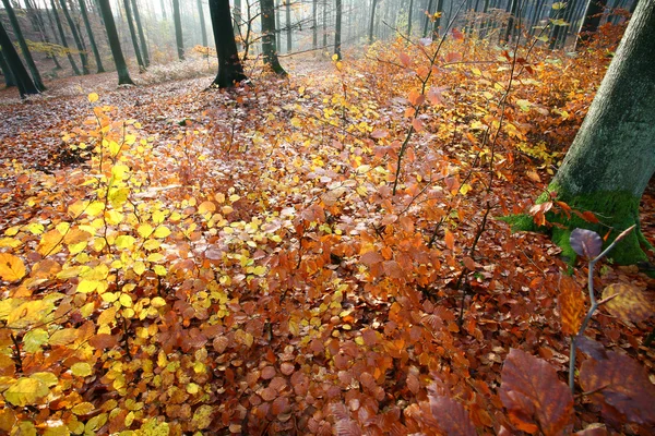 Colorul 숲 — 스톡 사진