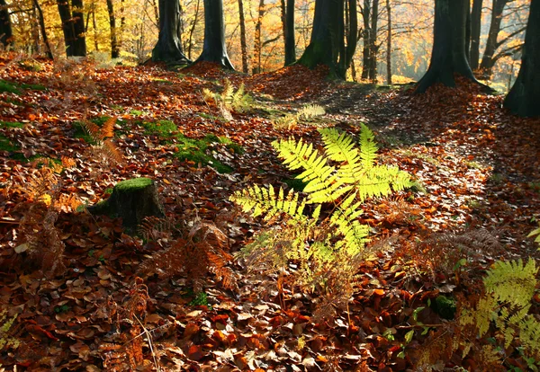 Bosque colorul — Foto de Stock