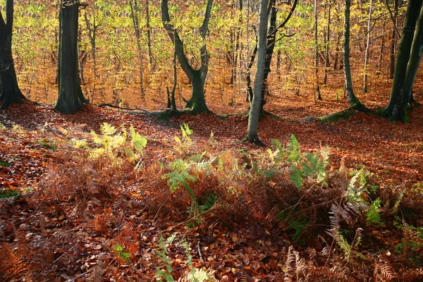 Bosque colorul —  Fotos de Stock