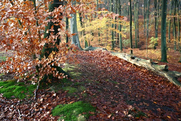 Bosque colorul — Foto de Stock
