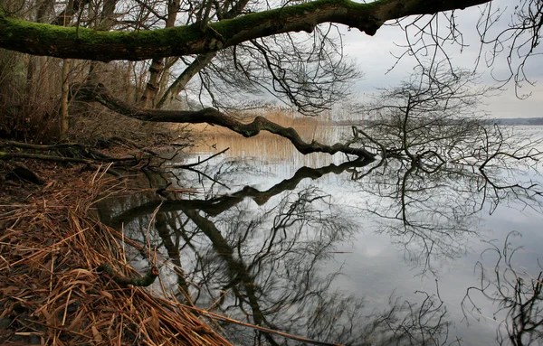 Ağaçlar ve göl — Stok fotoğraf