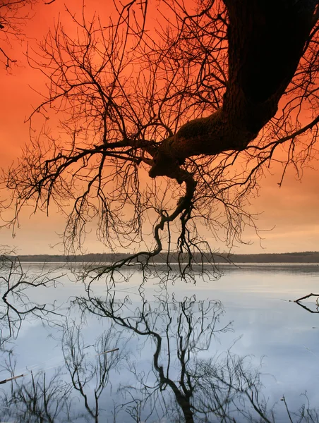 Träd & sjö — Stockfoto