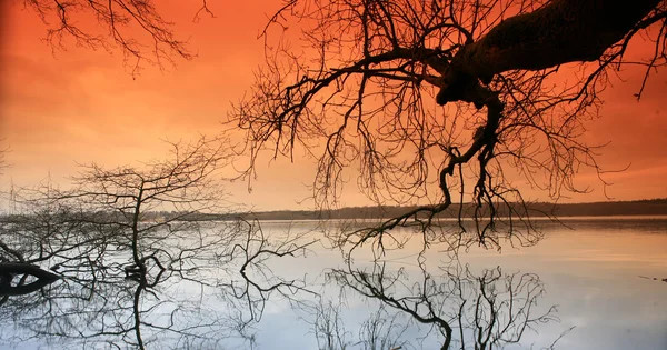 Drzewa idealna nad jeziorem — Zdjęcie stockowe