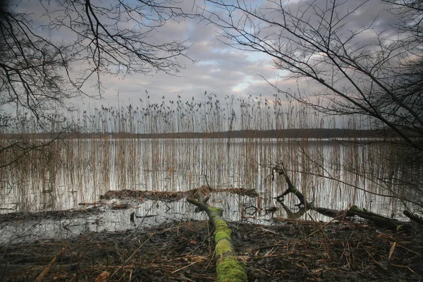 Bomen & lake — Stockfoto