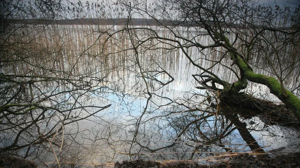 Ağaçlar ve göl — Stok fotoğraf