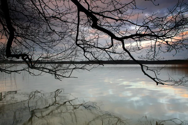 树木和湖泊 — 图库照片