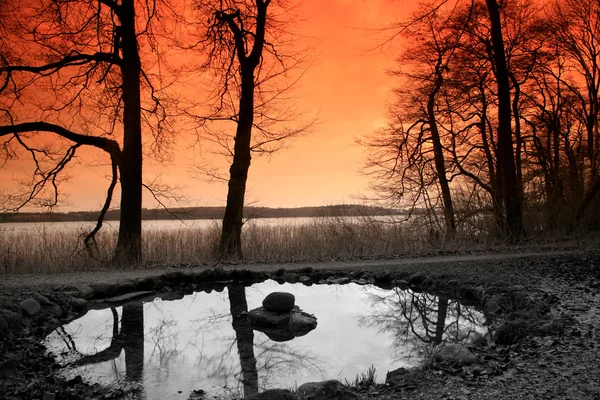 Árboles y lago — Foto de Stock