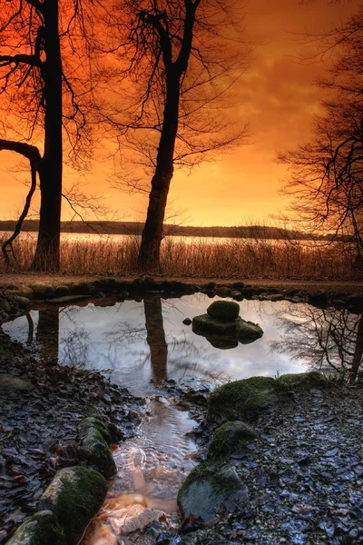 나무 및 호수 — 스톡 사진
