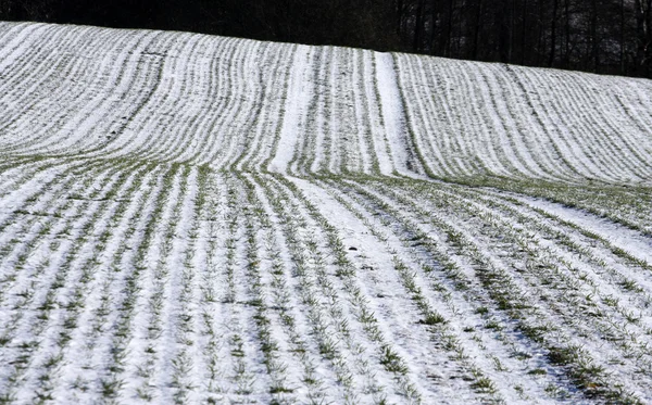 Campo cubierto de nieve — Foto de Stock