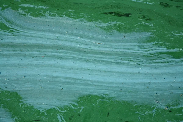 Blågröna alger — Stockfoto