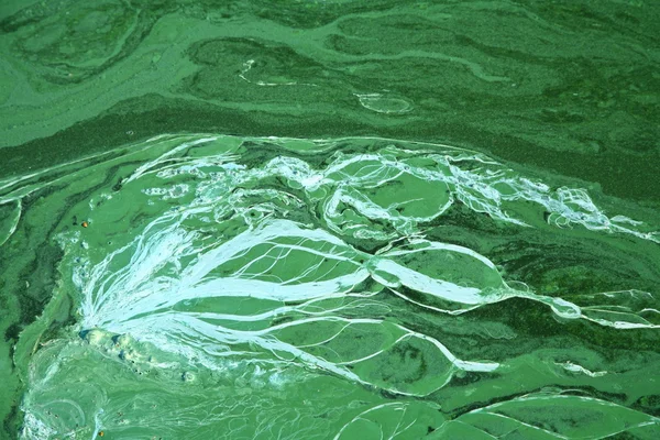 Kék - zöld alga — Stock Fotó