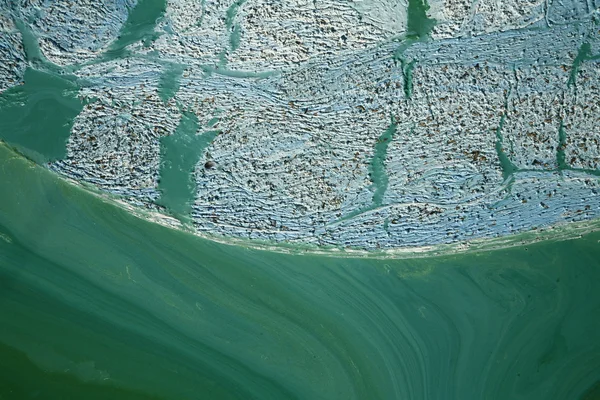 蓝绿色的海藻 — 图库照片