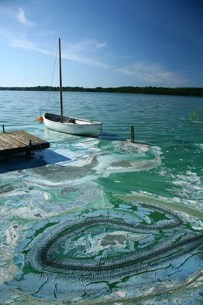 Niebiesko - zielone algi — Zdjęcie stockowe