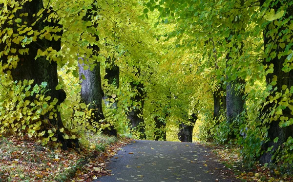木々 やデンマークの森 — ストック写真